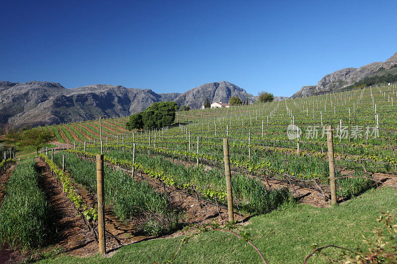 南非Stellenbosch的葡萄园