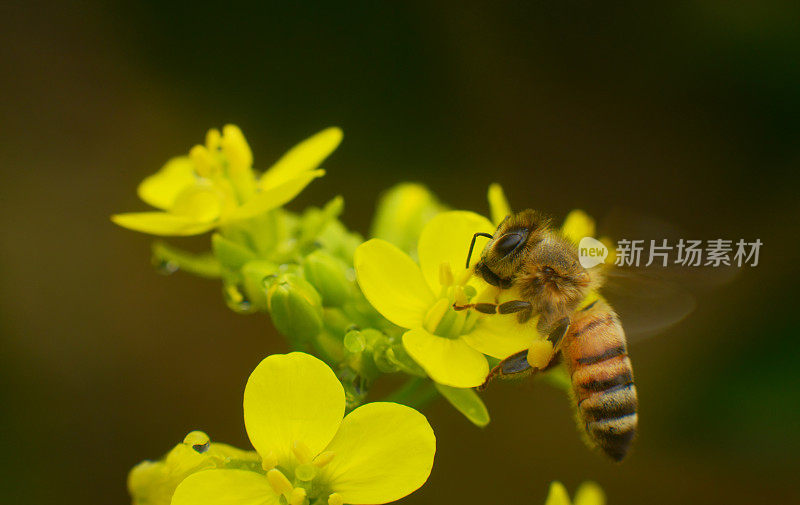 钞票蜜蜂