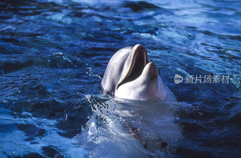 捕获的普通宽吻海豚的特写