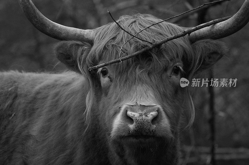 苏格兰的牛