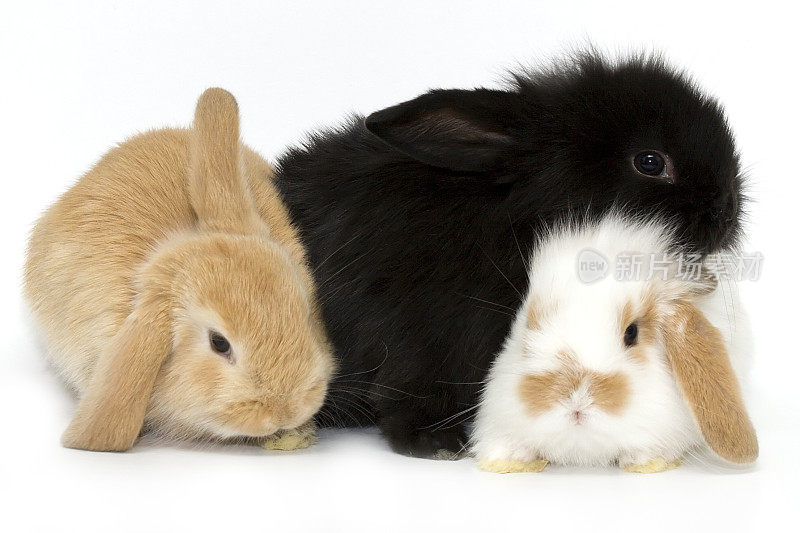 三只复活节小兔子