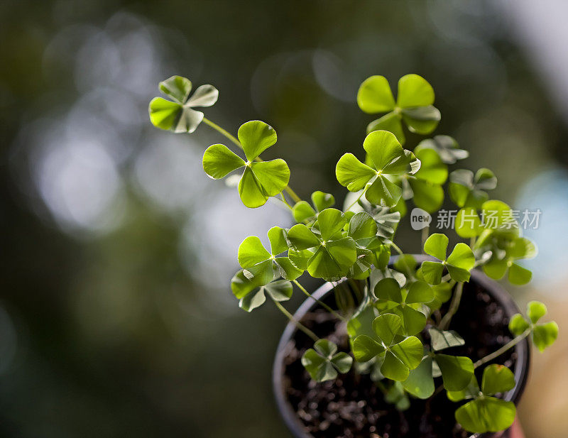 四叶三叶草盆栽植物