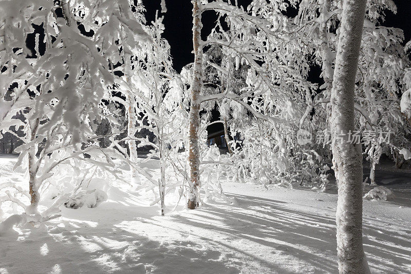 瑞典北极基律纳的冬夜树被冰覆盖的剪影