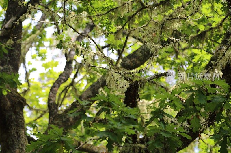 马德拉岛上一棵长着苔藓的橡树