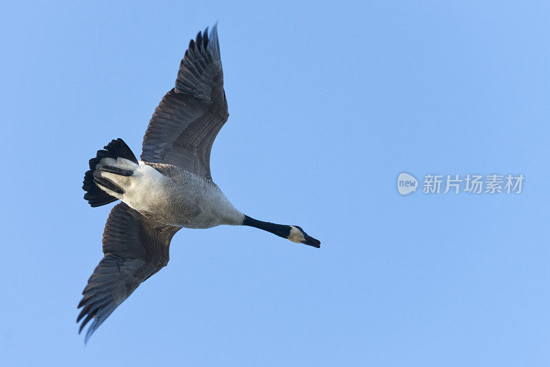 加拿大鹅（布兰塔犬）