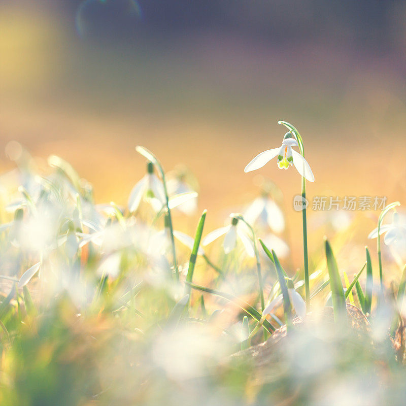 雪花莲(雪花)