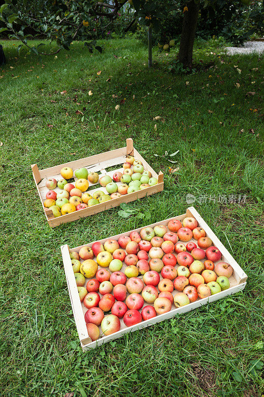 新鲜的有机苹果装在木箱里