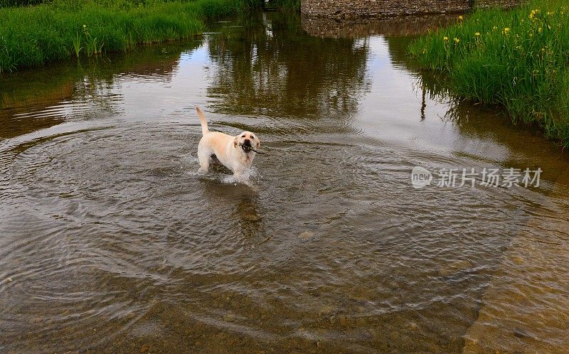 拉布拉多寻回犬