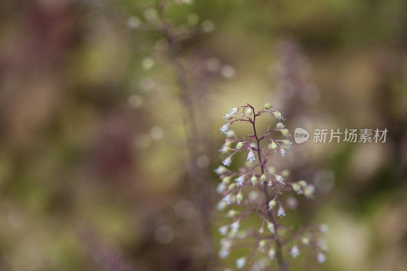 粉红色开花植物特写镜头