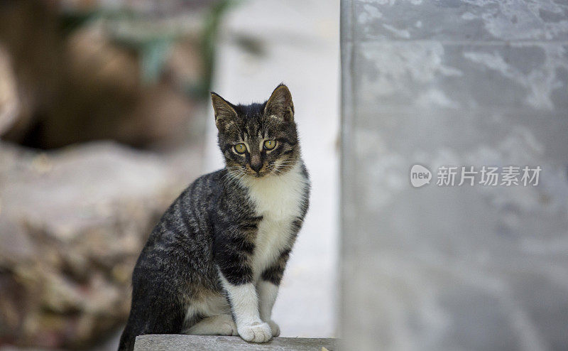 小猫咪站在路上