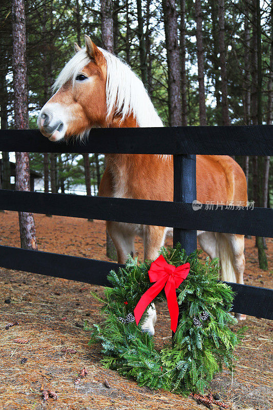 马和花环在乡村圣诞节