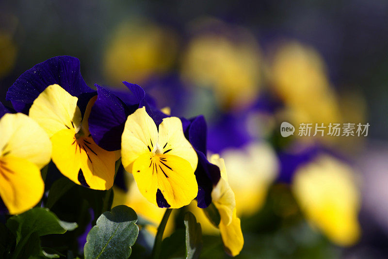 Yellow-purple三色紫罗兰