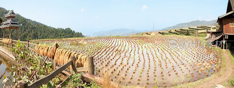 稻田收获全景