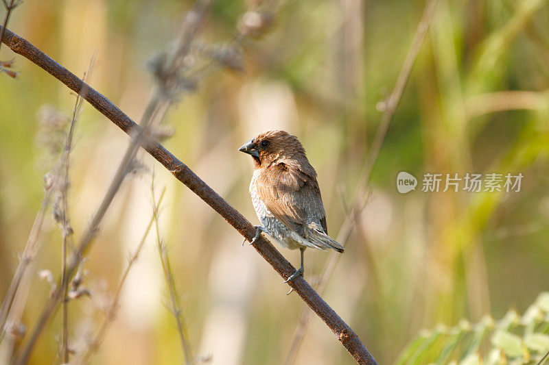 有鳞的襟munia