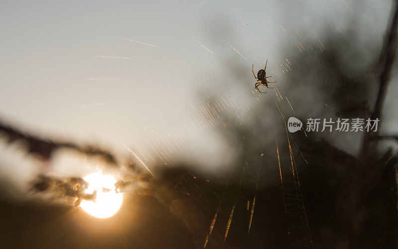 《暮光之城的蜘蛛与太阳》——Ara?一个太阳Crepusculo