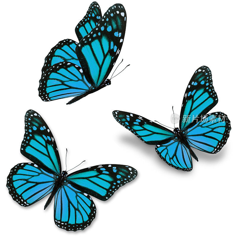 白色背景上的三只蓝色帝王蝶