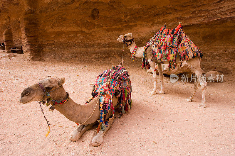约旦佩特拉的单峰骆驼