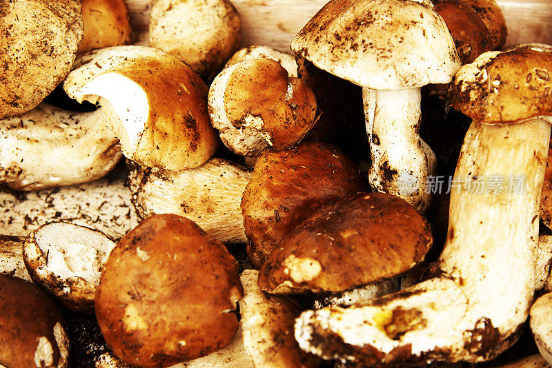 牛肝菌蘑菇。彩色图像