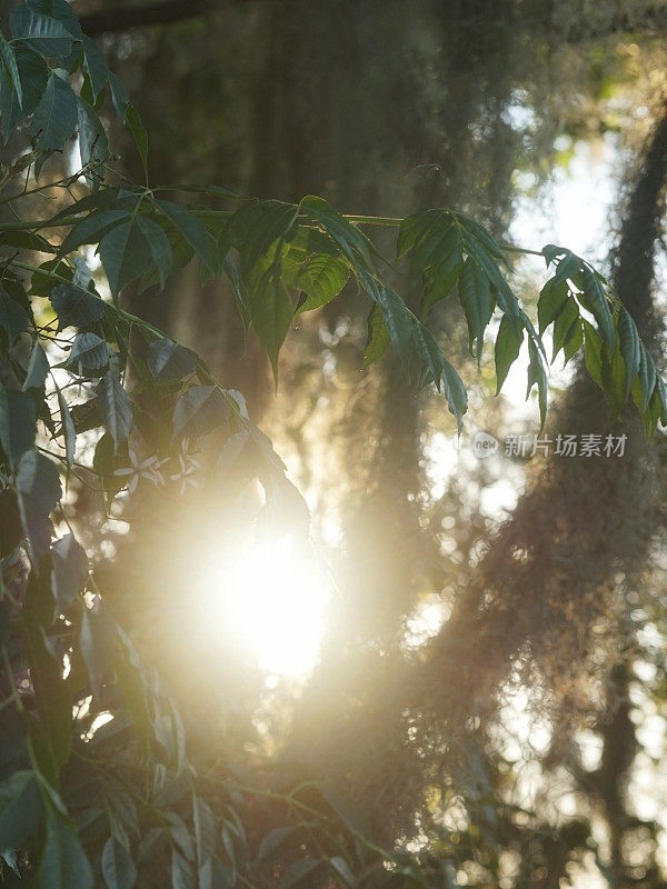 阳光透过树枝，树叶，西班牙苔藓，南卡罗来纳