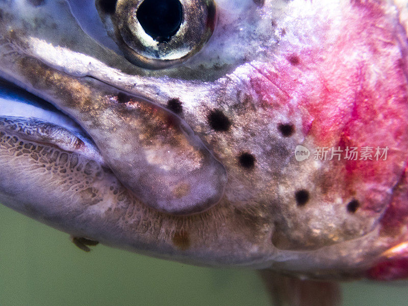 头部特写夏天Steelhead一月