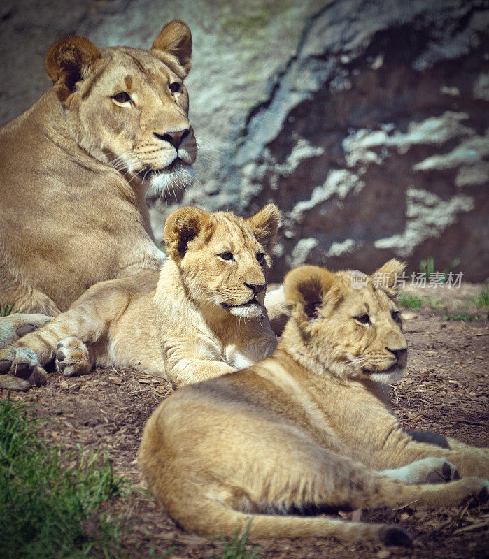 全家福-母狮和幼狮