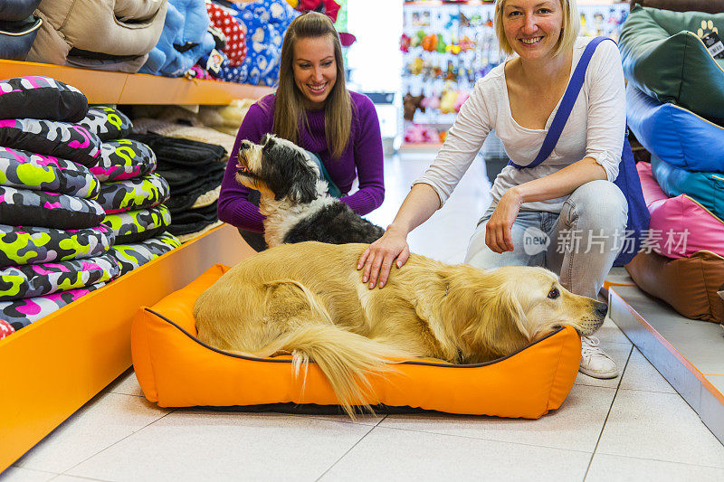 可爱的金毛猎犬和藏獒在宠物店休息