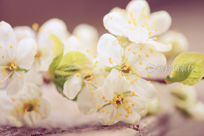 美丽的春天的花朵