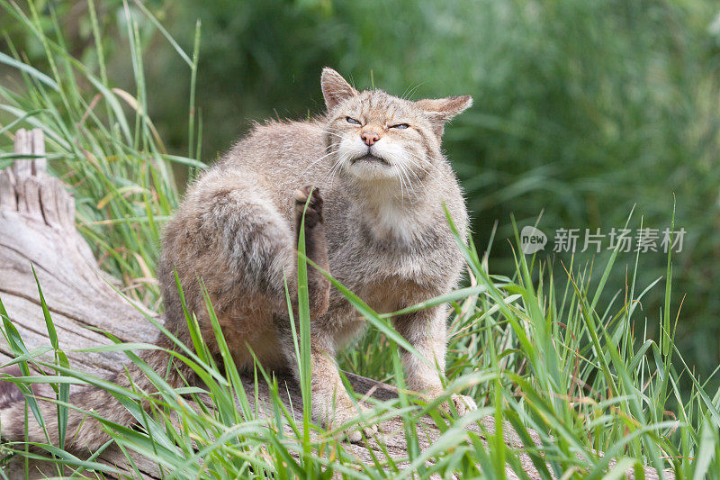 苏格兰野猫