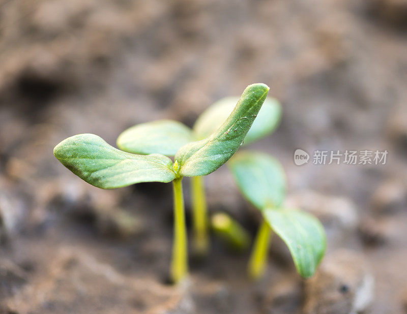 绿色植物发芽