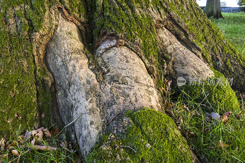 英国景观:树皮受损的老橡树