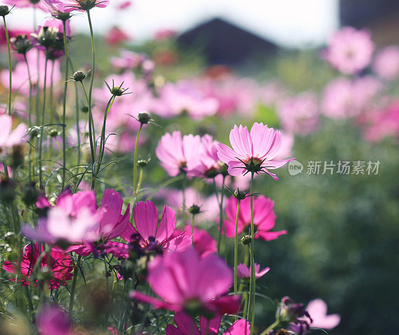 漂亮的花边。花朵图案