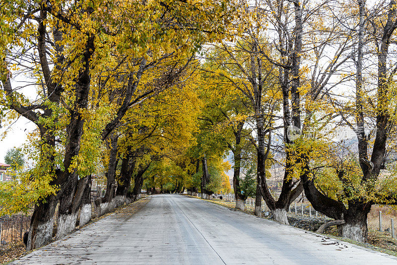 杨树和道路