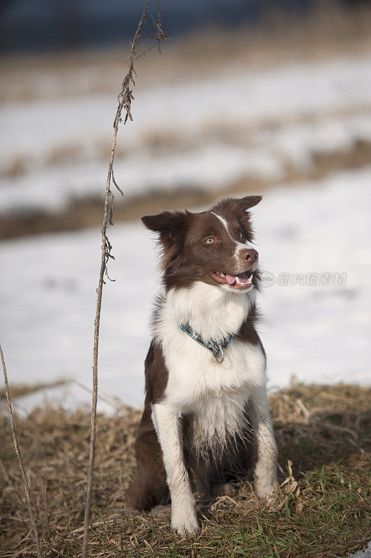 边境牧羊犬