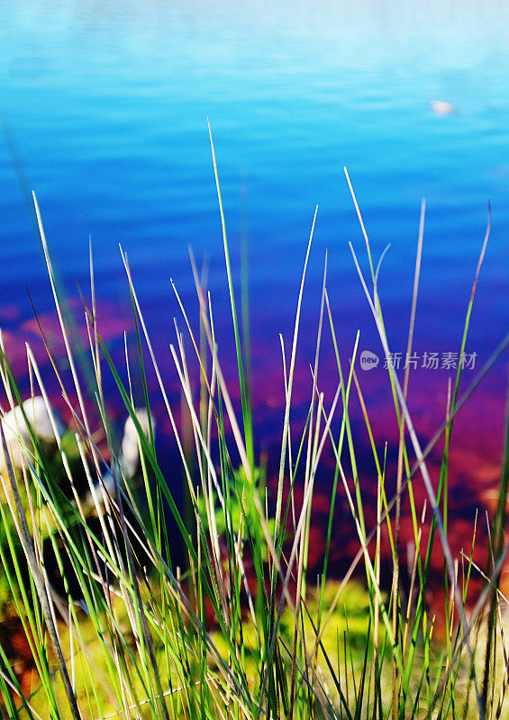 透过芦苇看美丽的蓝色湖泊和睡莲