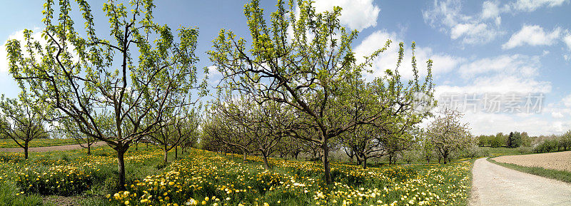 春天盛开的黄色蒲公英和树木