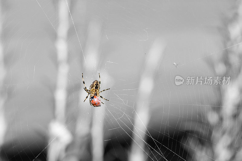 蜘蛛与瓢虫对黑白背景
