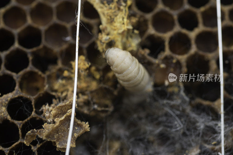 蜡蛾幼虫在蜜蜂的蜡架上