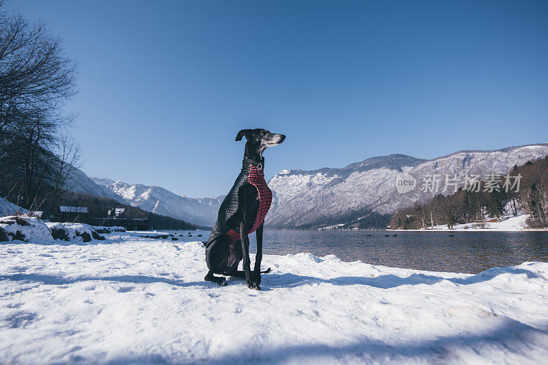 雪中的灵缇犬