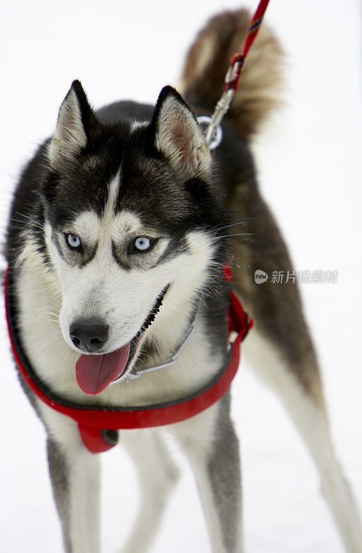 西伯利亚雪橇犬