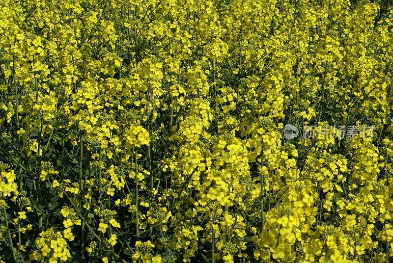 油菜花领域