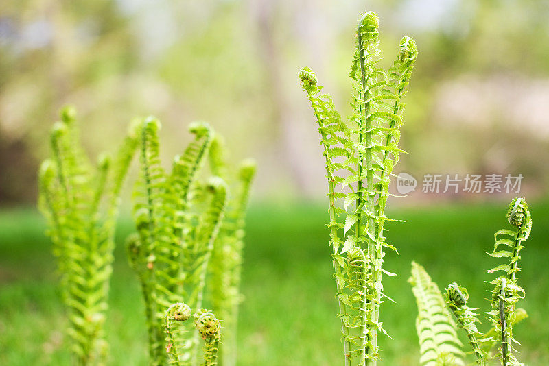 春天的蕨类植物