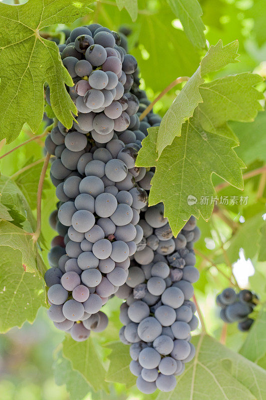 种植在葡萄园里的葡萄酒葡萄