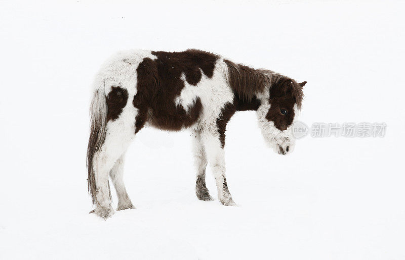 雪地里的小马