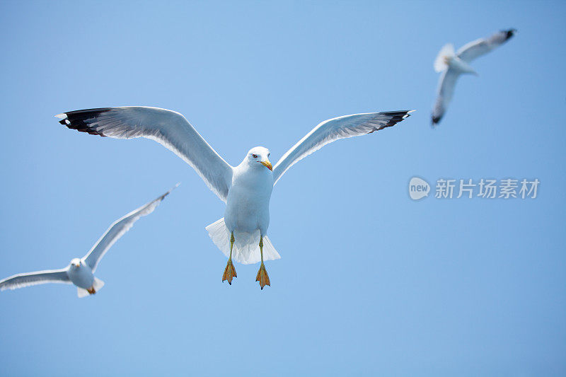 一群海鸥在飞翔