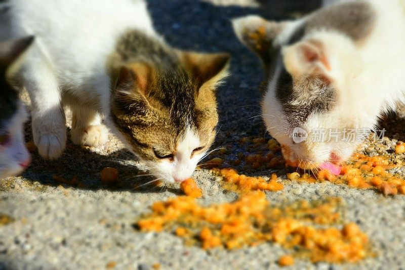 食猫科