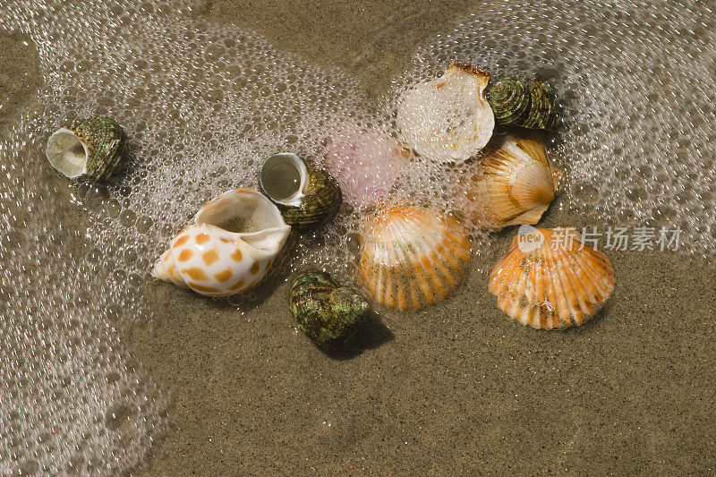 采购产品沙子和冲浪冲刷贝壳，海洋生物，贝类，海洋