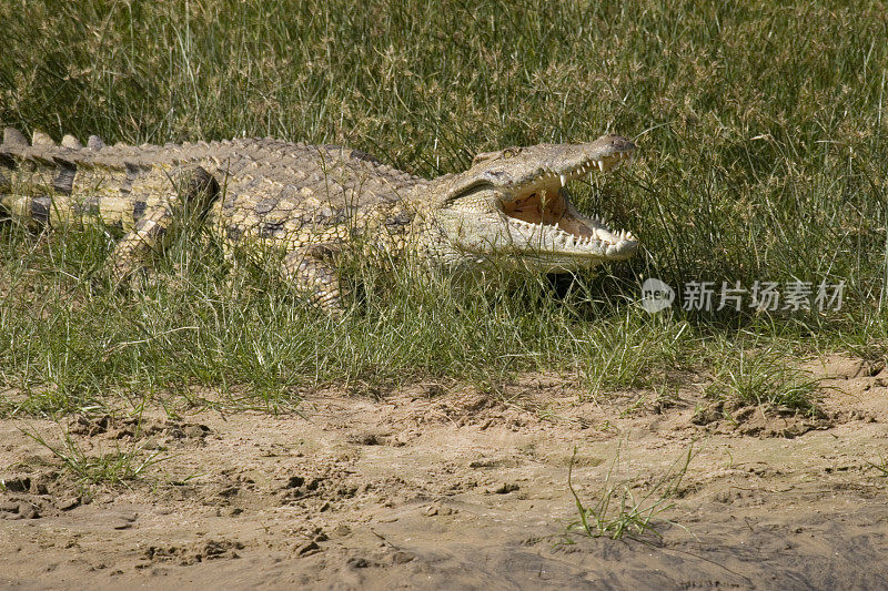 尼罗河河岸上的鳄鱼