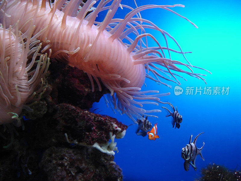 海葵和装饰性鱼类