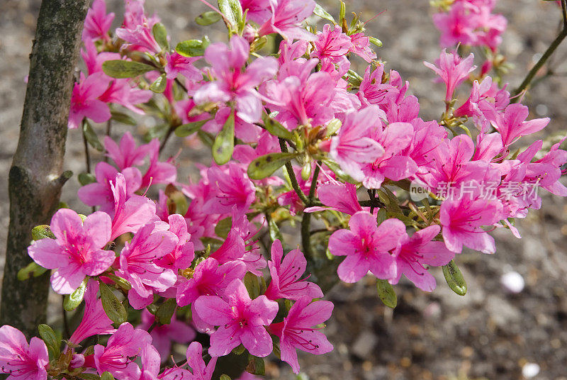 花园特写:粉红色杜鹃花(杜鹃花)