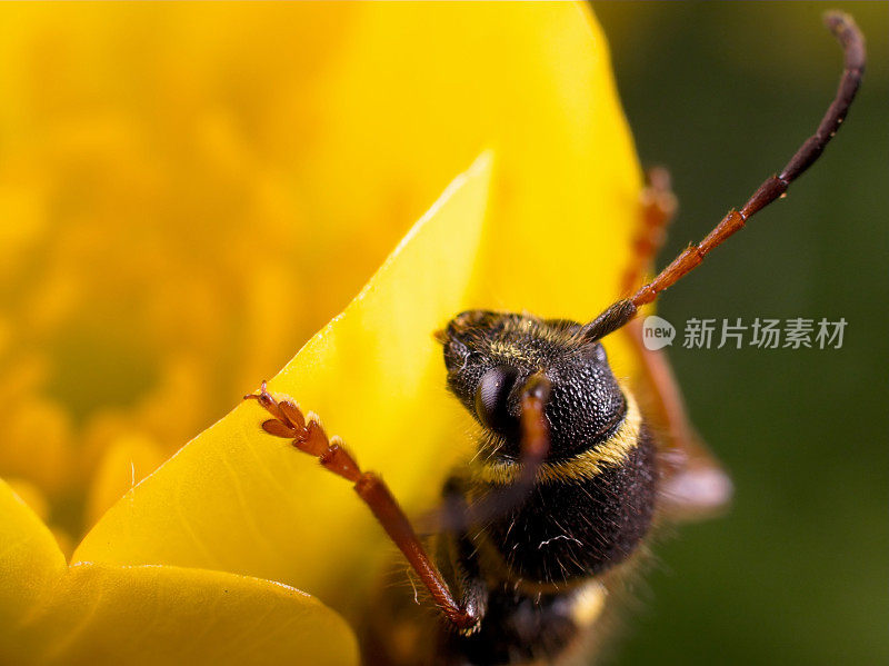 黄蜂甲虫